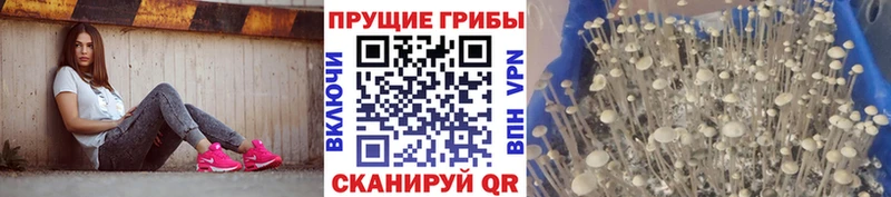 Галлюциногенные грибы Magic Shrooms  дарк нет как зайти  Дмитриев 